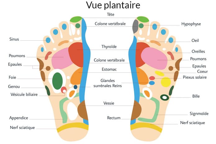 reflexologie-plantaire-schema