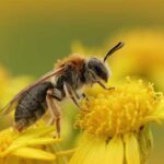 20-mai-journee-mondiale-abeilles