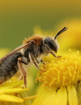 20-mai-journee-mondiale-abeilles