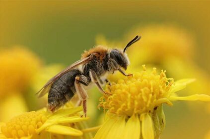 20-mai-journee-mondiale-abeilles