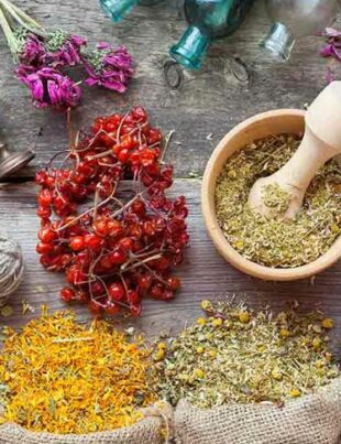 comment-fonctionne-regime-a-base-de-plantes
